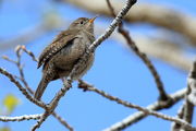 House Wren. Photo by Fred Pflughoft.