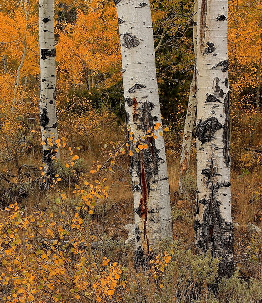 Aspens along New Fork Lakes Road. Photo by Fred Pflughoft.