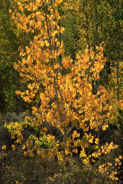 Backlit on New Fork Lakes Trail. Photo by Fred Pflughoft.