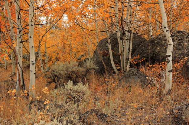 Aspen grove near Half Moon Lake Turnoff. Photo by Fred Pflughoft.