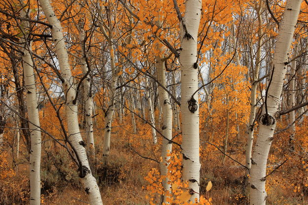 Aspens near XC Grooming Garage. Photo by Fred Pflughoft.