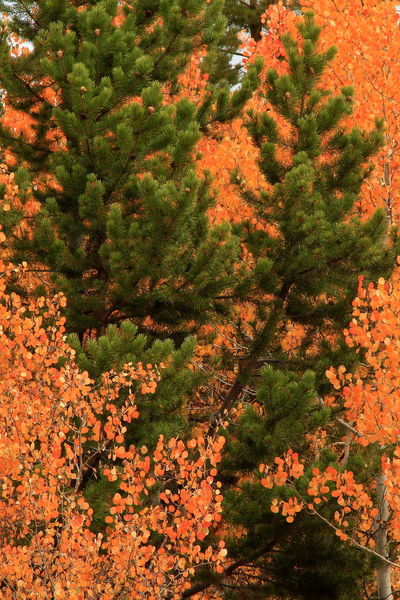 Contrasted at Kelly Park. Photo by Fred Pflughoft.