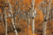 Aspens near XC Grooming Garage. Photo by Fred Pflughoft.