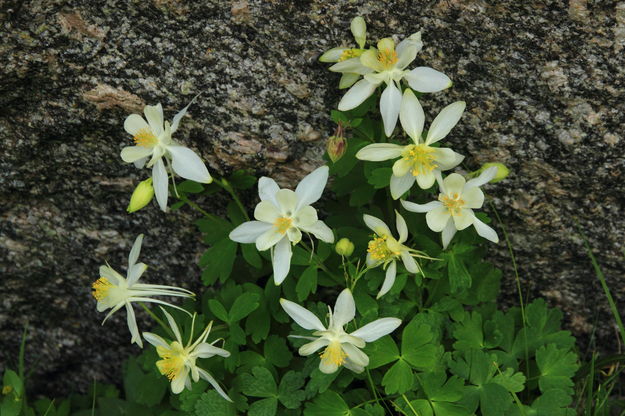 Columbine Garden. Photo by Fred Pflughoft.