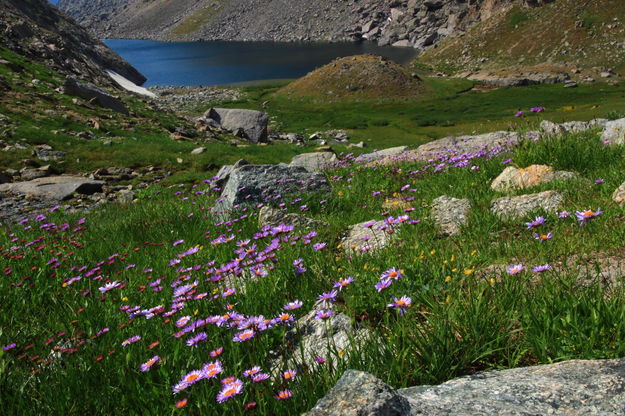 Alpine Asters above Arrowhead Lake. Photo by Fred Pflughoft.