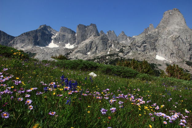 Wildflowers in the Cirque panorama. Photo by Fred Pflughoft.