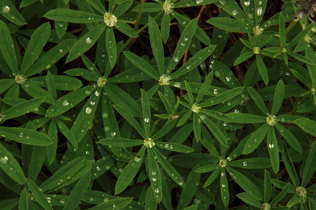 Raindrops & Lupine leaves. Photo by Fred Pflughoft.