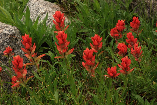 Paintbrush Explosion. Photo by Fred Pflughoft.