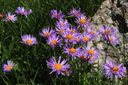 Alpine Asters near Jackass Pass. Photo by Fred Pflughoft.