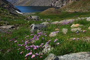 Alpine Asters above Arrowhead Lake. Photo by Fred Pflughoft.