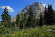 Wildflowers beneath Mitchell Pk.. Photo by Fred Pflughoft.