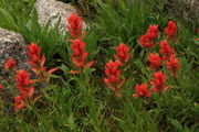 Paintbrush Explosion. Photo by Fred Pflughoft.