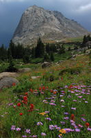 Wildflowers beneath Mitchell Peak. Photo by Fred Pflughoft.