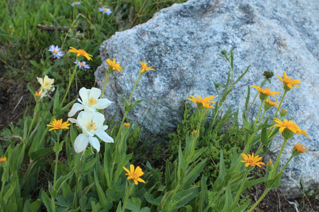 Columbine Rock. Photo by Fred Pflughoft.