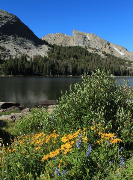 Schiestler Peak Framed by Flowers. Photo by Fred Pflughoft.