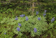 Trailside Lupine. Photo by Fred Pflughoft.