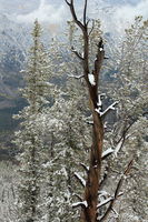 Lone Snag. Photo by Fred Pflughoft.