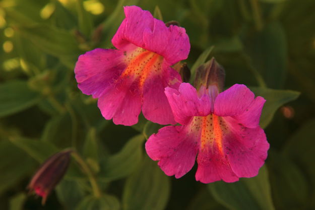 Pink Monkeyflowers. Photo by Fred Pflughoft.