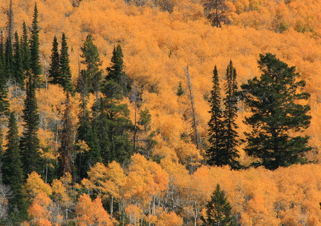 Spears among the Golden Canopy. Photo by Fred Pflughoft.