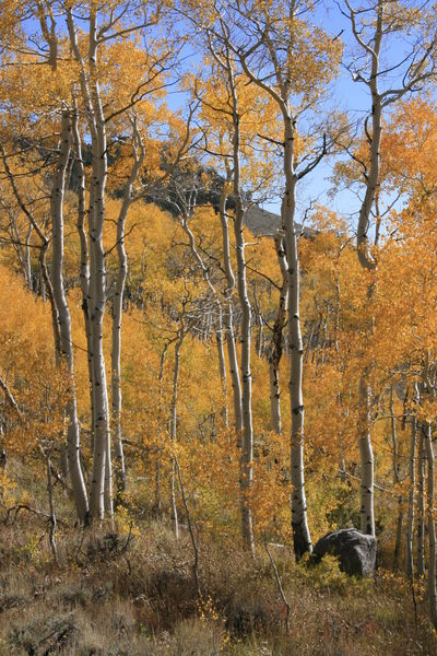 Skyline Aspens. Photo by Fred Pflughoft.