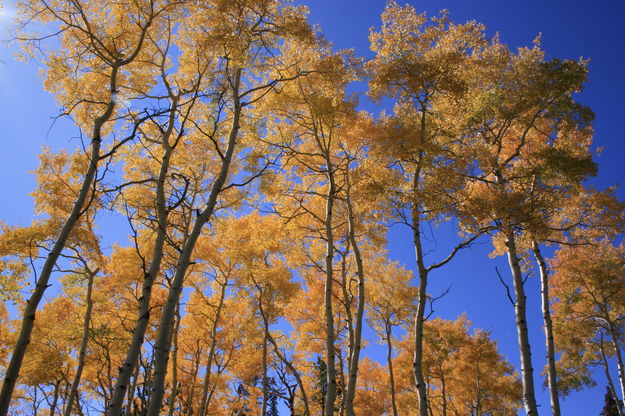 Gold and Blue. Photo by Fred Pflughoft.