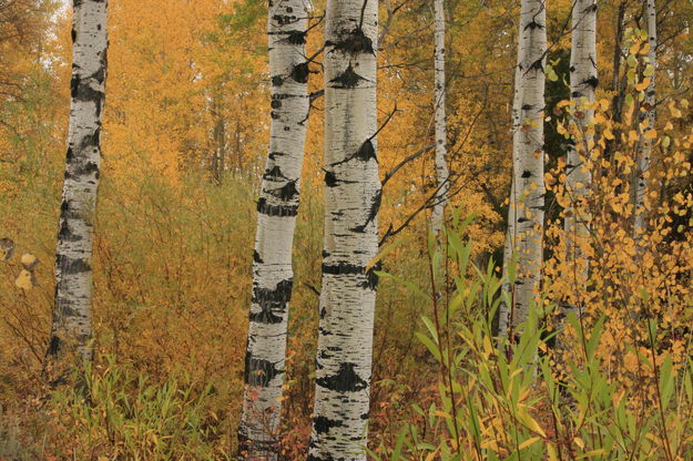 Fall Palette. Photo by Fred Pflughoft.