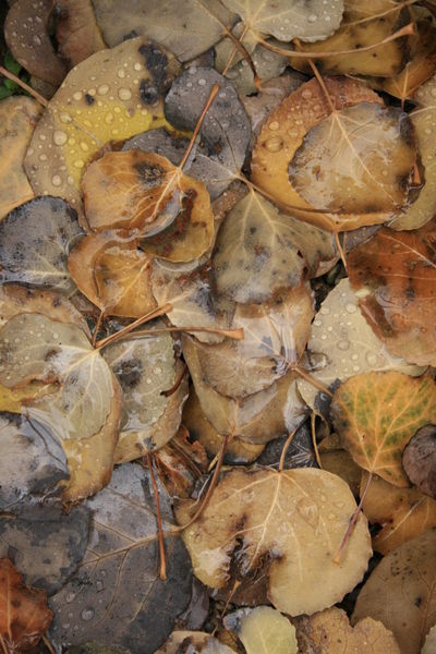 Colors of Decay. Photo by Fred Pflughoft.