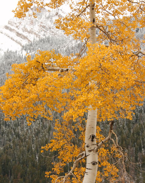 Fall Dusting. Photo by Fred Pflughoft.