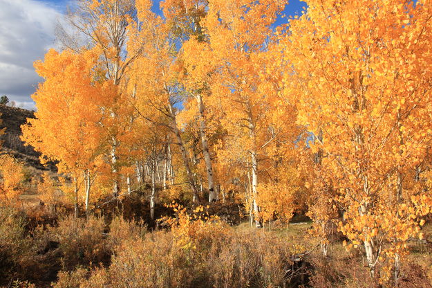 Blazing Aspen Grove. Photo by Fred Pflughoft.