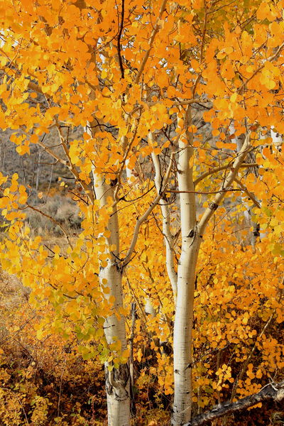 Aspen and Sage. Photo by Fred Pflughoft.