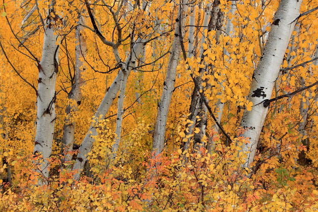 Explosion of Color. Photo by Fred Pflughoft.