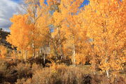 Blazing Aspen Grove. Photo by Fred Pflughoft.