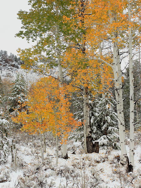 Snowy Aspens beneath Fortification Mtn.. Photo by Fred Pflughoft.