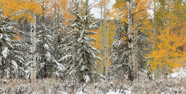 Snowy Aspen Panorama. Photo by Fred Pflughoft.