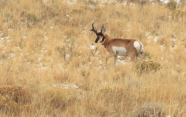 Pronghorn Flats. Photo by Fred Pflughoft.