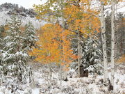 Fortification Mtn. Beauty. Photo by Fred Pflughoft.