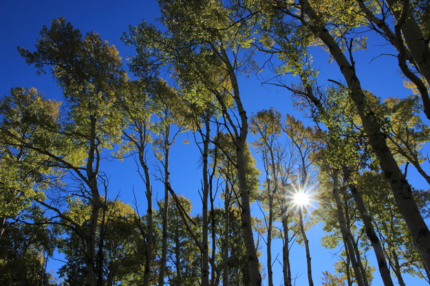 Sunstar on Moose-Wilson Rd.. Photo by Fred Pflughoft.