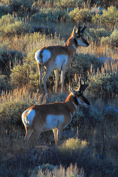 A Pair to Draw to. Photo by Fred Pflughoft.