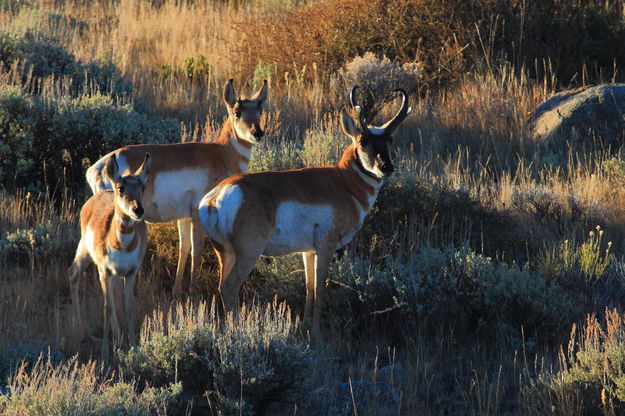Pronghorn Family. Photo by Fred Pflughoft.