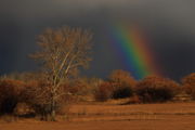 Electric Rainbow. Photo by Fred Pflughoft.