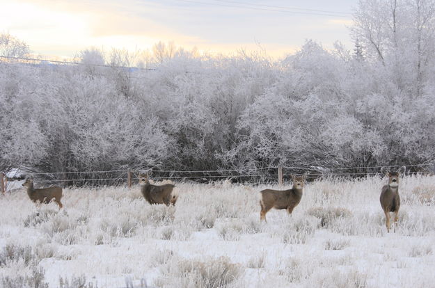 Four deer at dawn. Photo by Fred Pflughoft.