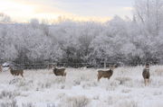 Four deer at dawn. Photo by Fred Pflughoft.