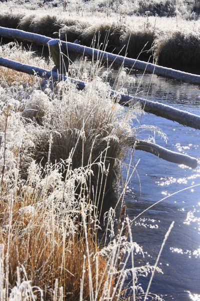 Fenceline Frosting / Forty Rod Creek. Photo by Fred Pflughoft.