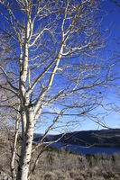 Aspen Standing Starkly above Half Moon Lake. Photo by Fred Pflughoft.