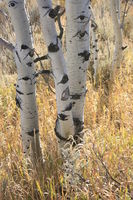 Aspen Grasses / Half Moon Lake Lookout. Photo by Fred Pflughoft.