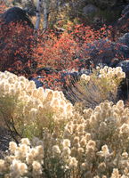 Textures of Fall. Photo by Fred Pflughoft.