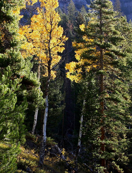 A Glow in the Forest. Photo by Fred Pflughoft.