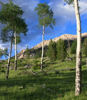 Aspens beneath Osborn. Photo by Fred Pflughoft.