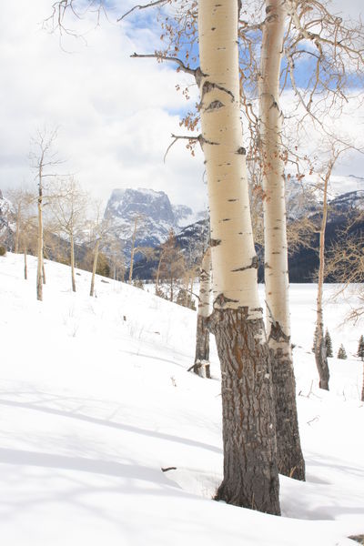 Aspen Shadows. Photo by Fred Pflughoft.