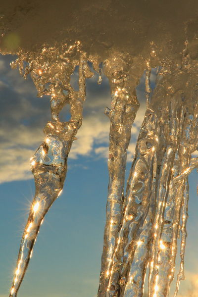 Icicle Filigree. Photo by Fred Pflughoft.